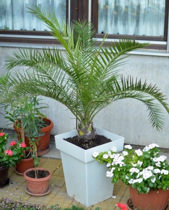 A palm tree in a white pot surrounded by other potted plants