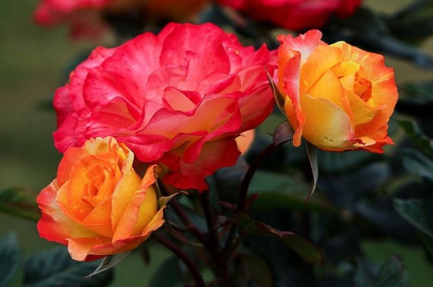 roses on a bush