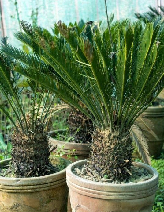 A group of potted plants sitting next to each other in a greenhouse.