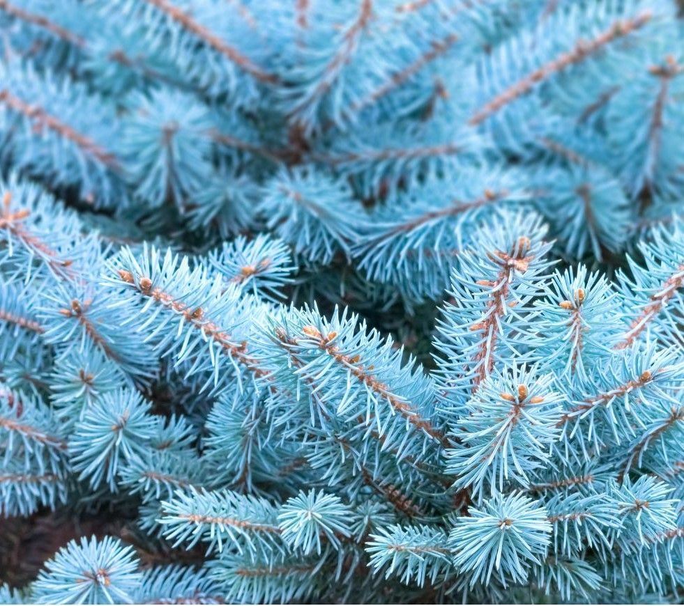 A close up of a blue christmas tree with lots of blue needles.