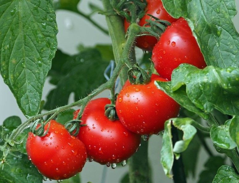 Red garden tomatoes hanging on a vine