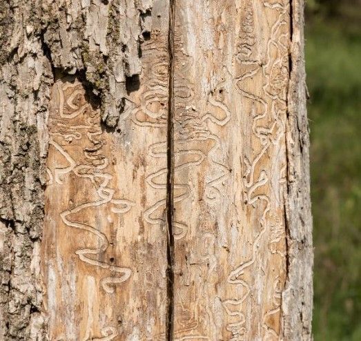 A close up of a tree trunk with worms carved into it.