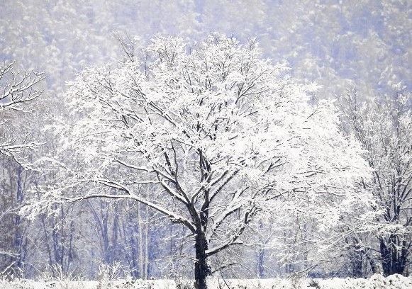 A snowy forest with trees covered in snow