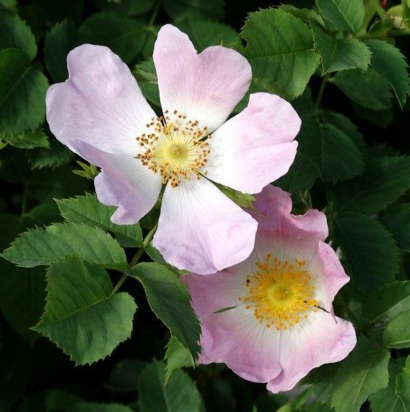 pink wild rose