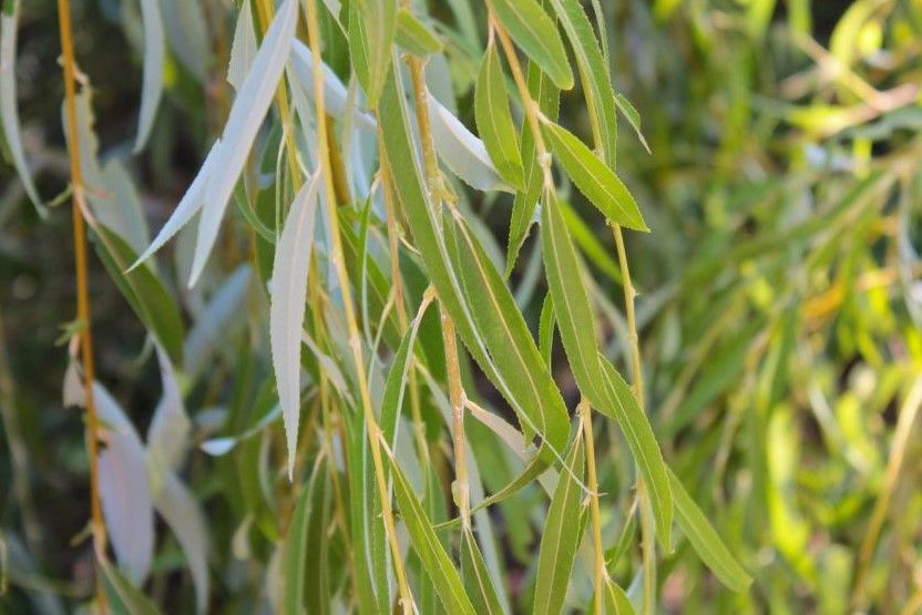 A close up of a tree with lots of green leaves