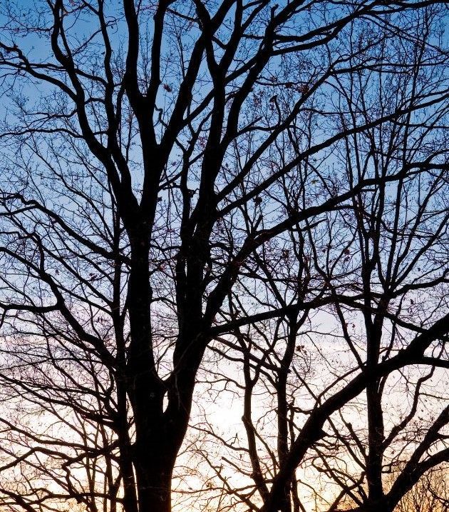 A tree without leaves is silhouetted against a sunset sky