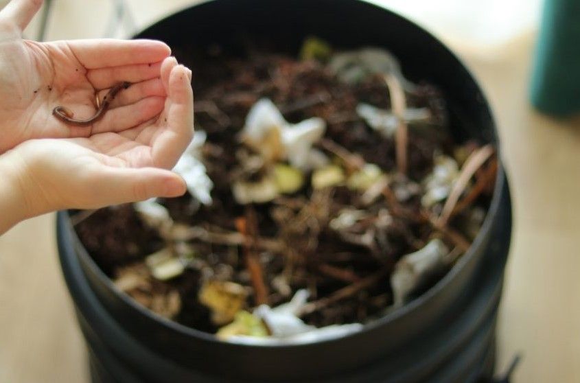vermiculture