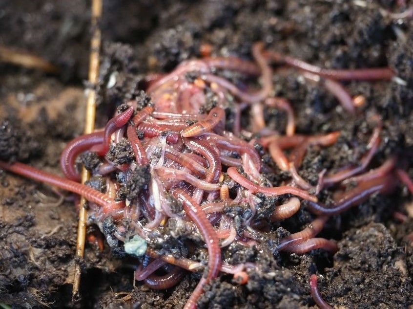 worms in compost