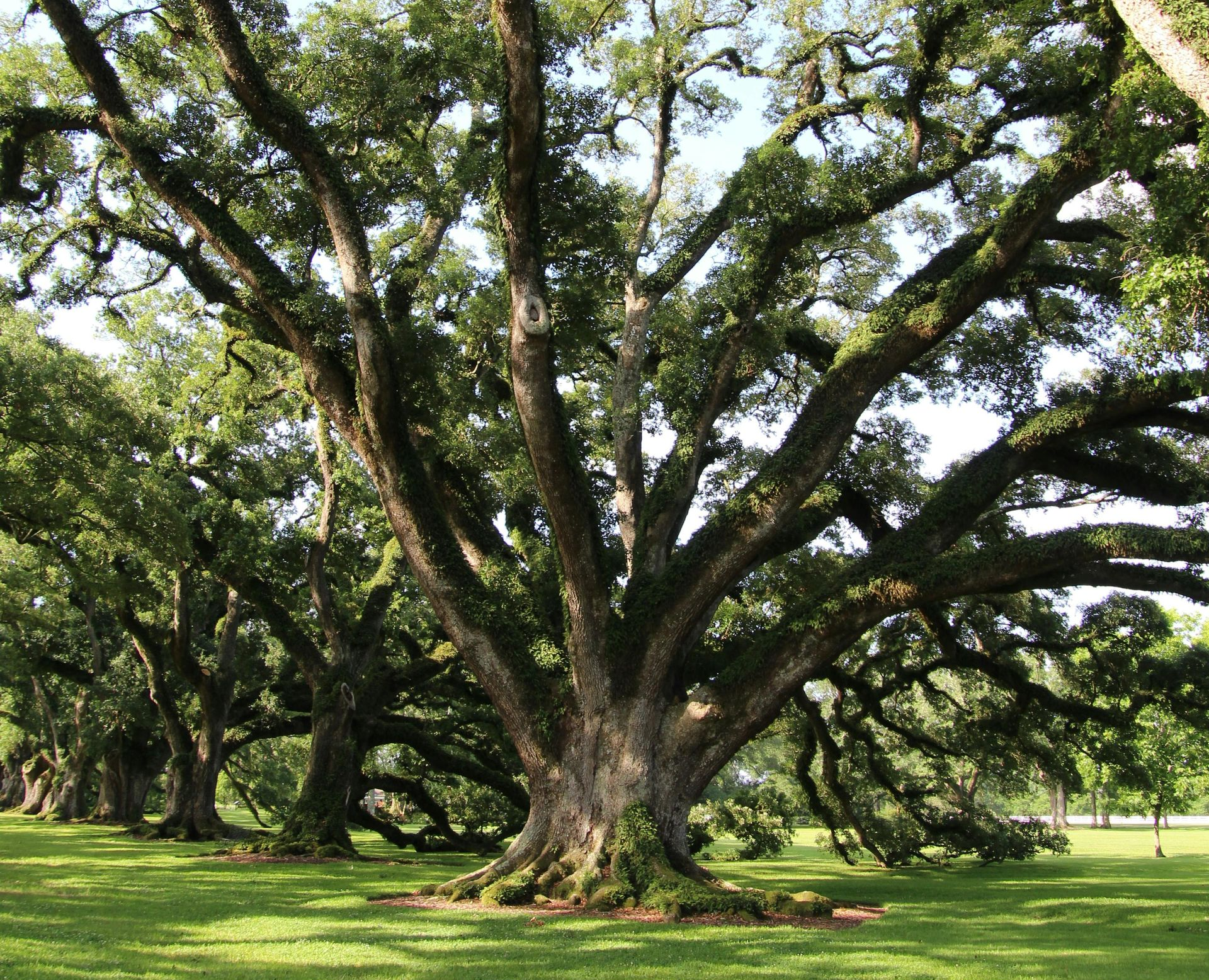 The Southern Live Oak