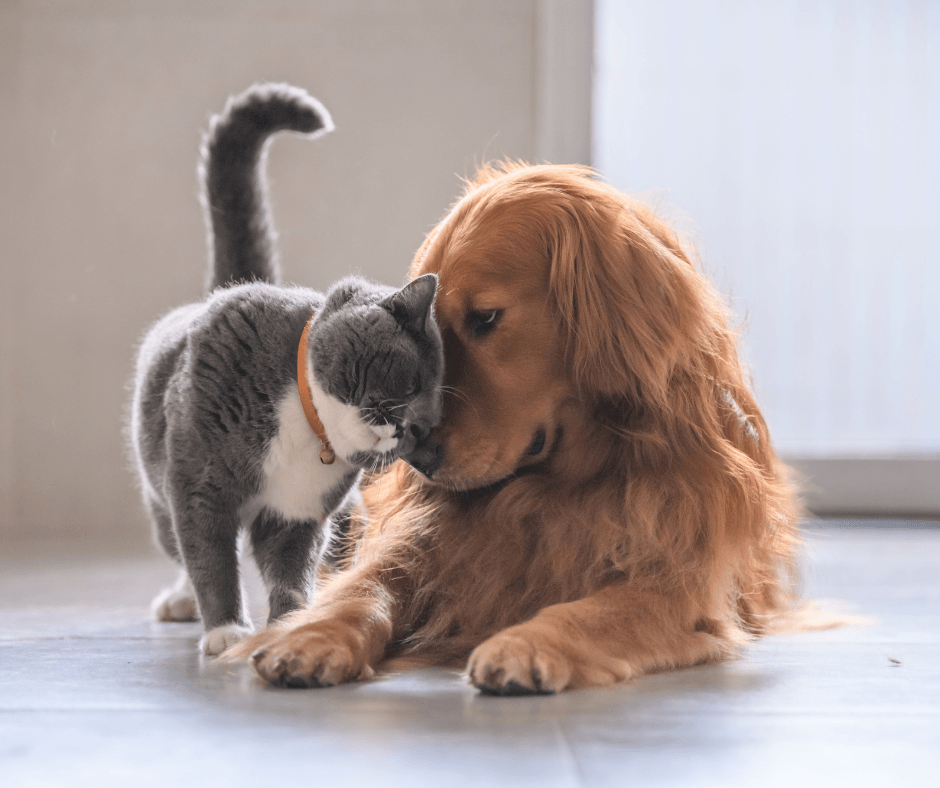 Picture of a dog and cat rubbing faces.