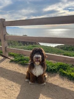 Brown and white dog sitting by a wooden fence near a coastal path under a cloudy sky