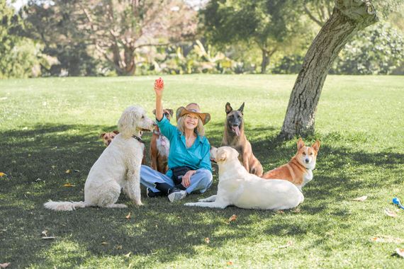 Person sitting on grass with four dogs in a sunny park, raising a red toy.