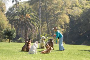 Person in blue trains several dogs on a sunny grassy lawn with trees and a palm tree in the background