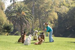 Person in blue trains several dogs on a sunny grassy lawn with trees and a palm tree in the background