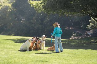 Person in a blue jacket stands with several dogs on a sunny grassy field.