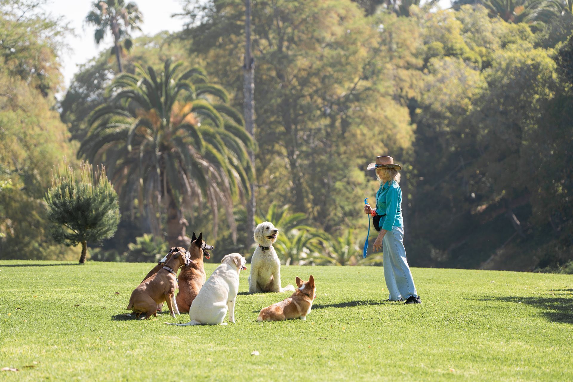 Person in blue stands on a grassy lawn with several dogs, surrounded by trees and palm trees.