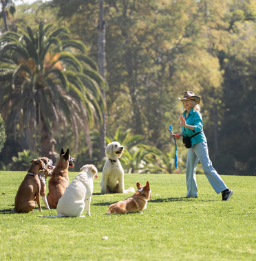 Person in blue trains five dogs sitting on a sunny grassy lawn near palm trees.