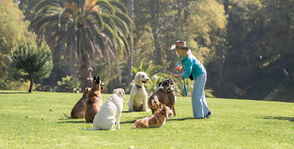 Person in blue trains several dogs on a sunny grassy lawn with trees and a palm tree in the background