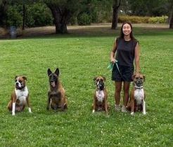 Woman standing on grass with four dogs in a park