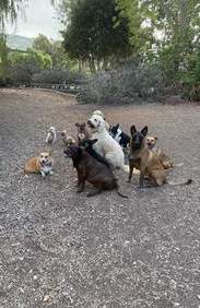 Seven dogs of various colors sitting together on a gravel path outdoors.