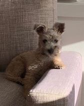 Small tan puppy resting on a gray chair arm in sunlight