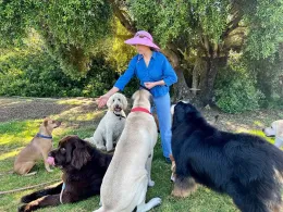 Woman in a pink hat petting several large dogs under trees in a grassy yard