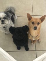 Three small dogs looking up on a tiled floor, including a tan dog, black dog, and gray-and-white dog.