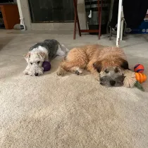Two small dogs lying on a carpet with colorful toys nearby