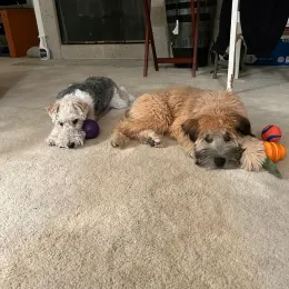 Two small dogs lying on a carpet with colorful toys nearby
