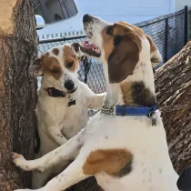 Two dogs sitting in a tree, one white and brown facing camera, one brown-and-white looking up at it.