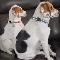 Two white-and-brown dogs sitting side by side on a dark couch, both looking to the right.