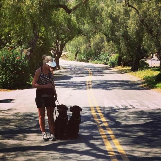 Person walking two small dogs on a sunlit tree-lined road