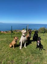 Five dogs sitting on a grassy hill overlooking the ocean under a clear blue sky.