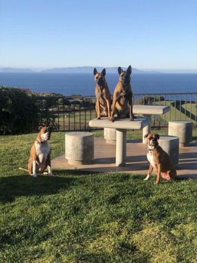 Four dogs posing on a grassy lawn by a stone table, with ocean and mountains in the background.