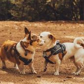 Two small dogs in harnesses touching noses on a dirt path outdoors.