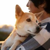 Person holding a tan-and-white dog at sunset, the dog looking ahead calmly.