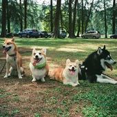 Four dogs sitting and lying on grass in a park with cars and trees in the background