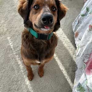 Brown dog with a teal collar sitting on a carpet, looking up at the camera.