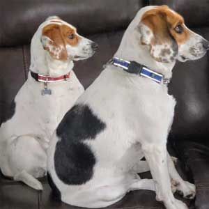 Two white and brown dogs sitting on a dark couch, facing right.