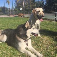 Two dogs lounging on grass in a sunny fenced park, with a tan dog sitting behind a black-and-white husky.