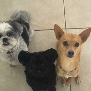 Three small dogs sitting on a tiled floor, looking up at the camera.