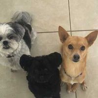 Three small dogs sitting on a tiled floor, looking up at the camera.