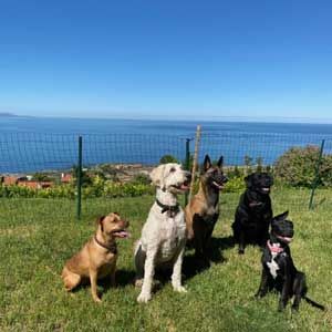Five dogs sitting on grass near the coast, with ocean and blue sky in the background.