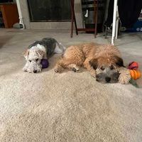 Two small dogs lying on a carpet, one gray-white and one tan, each resting with a toy nearby