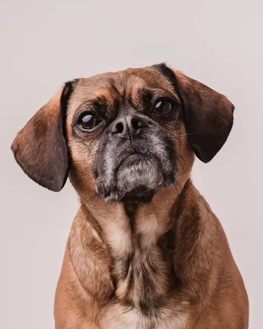 Brown pug with droopy ears and a thoughtful expression against a light background