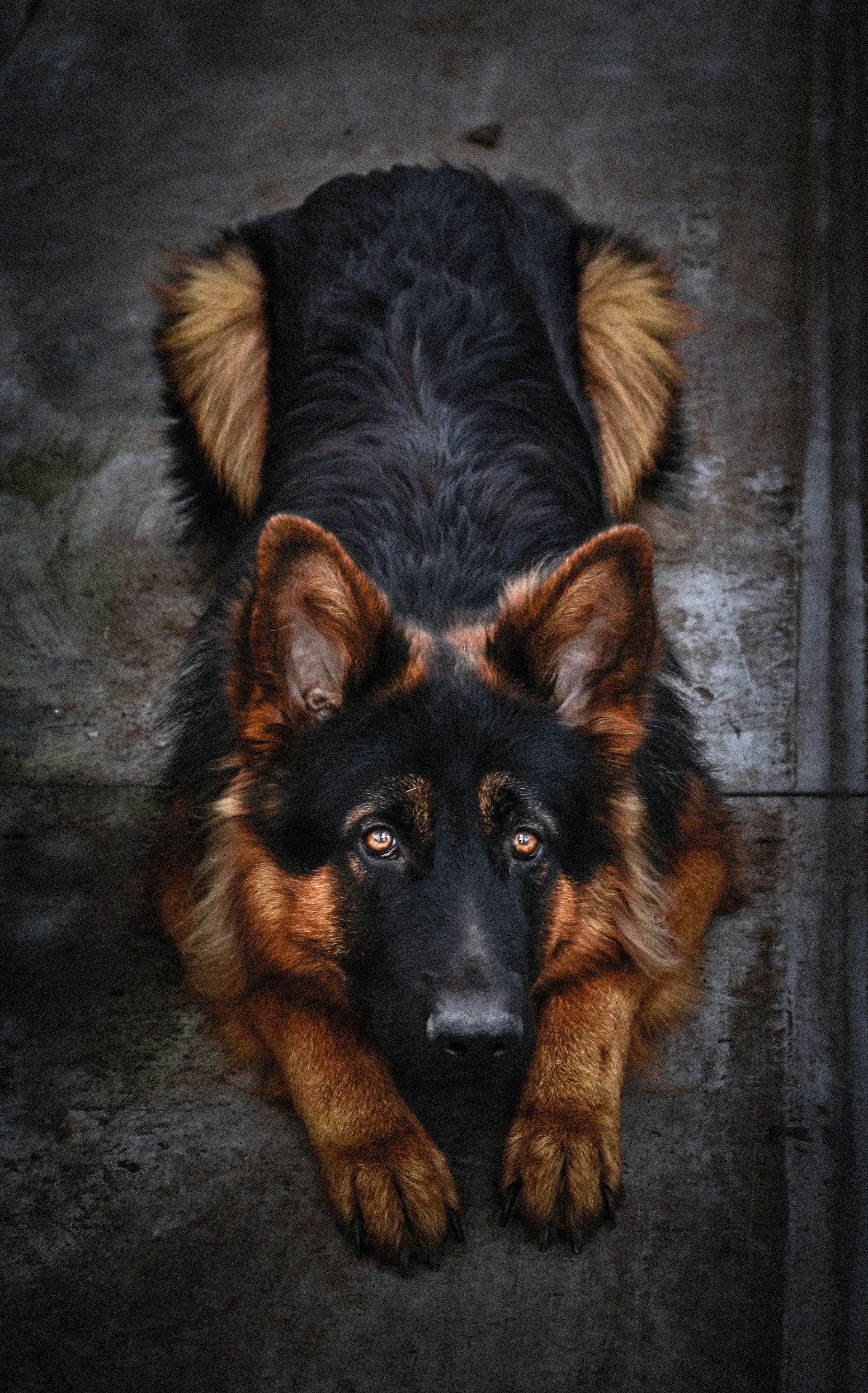 German shepherd lying on a dark textured floor, looking up with alert ears.