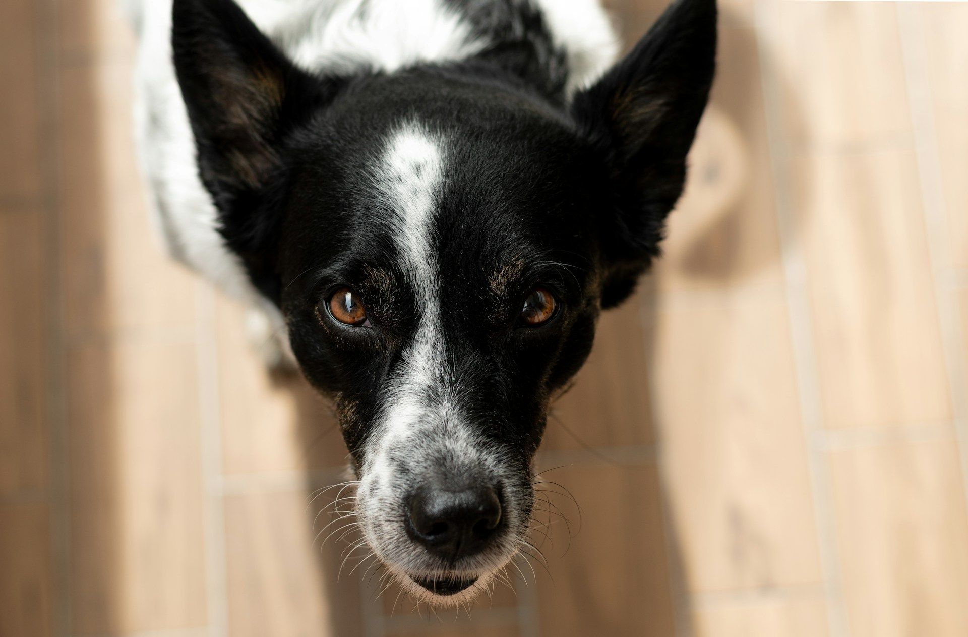 Close-up of a black-and-white dog looking up on a wooden floor