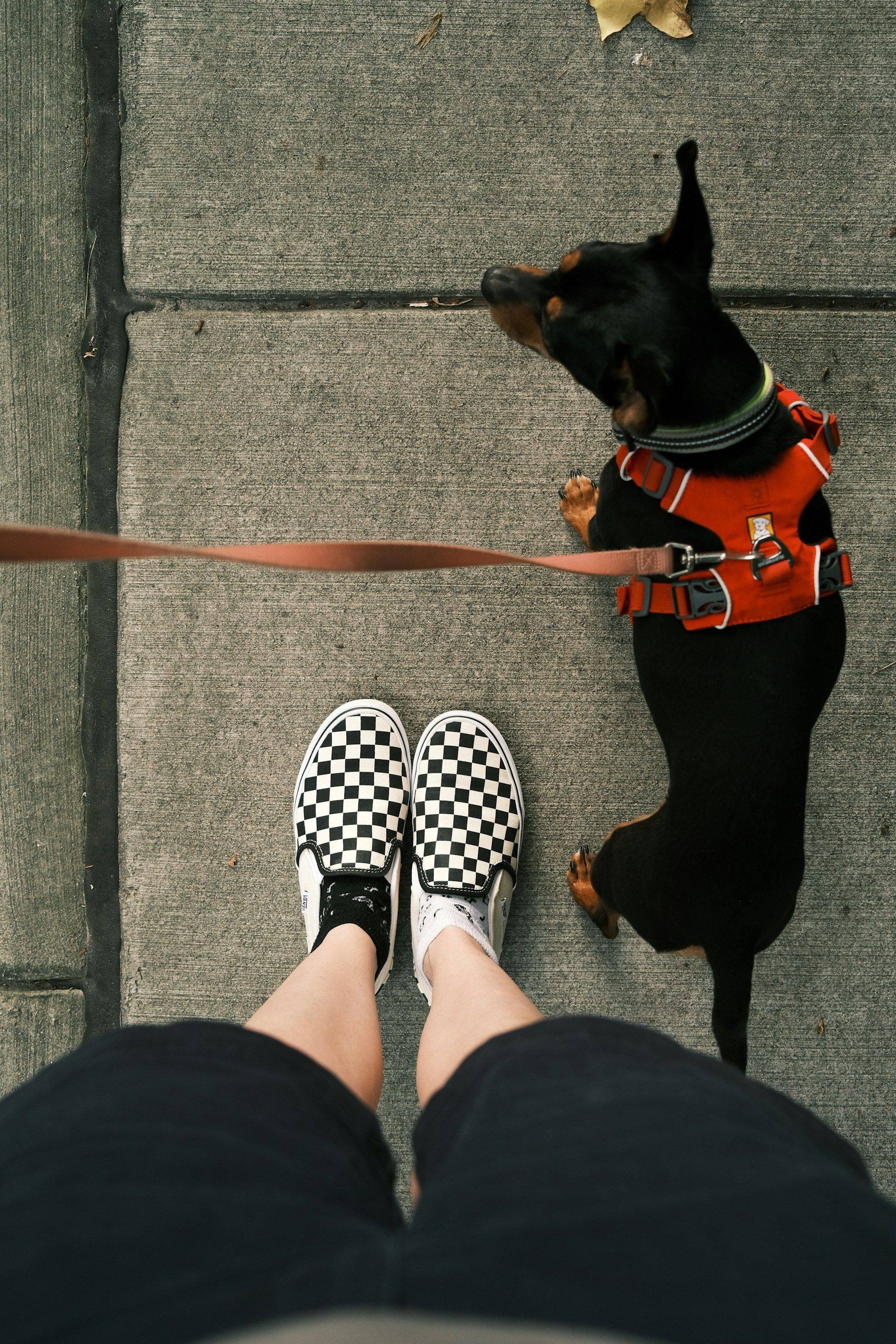Small black dog in an orange harness standing beside a person in checkered slip-on shoes on a sidewalk
