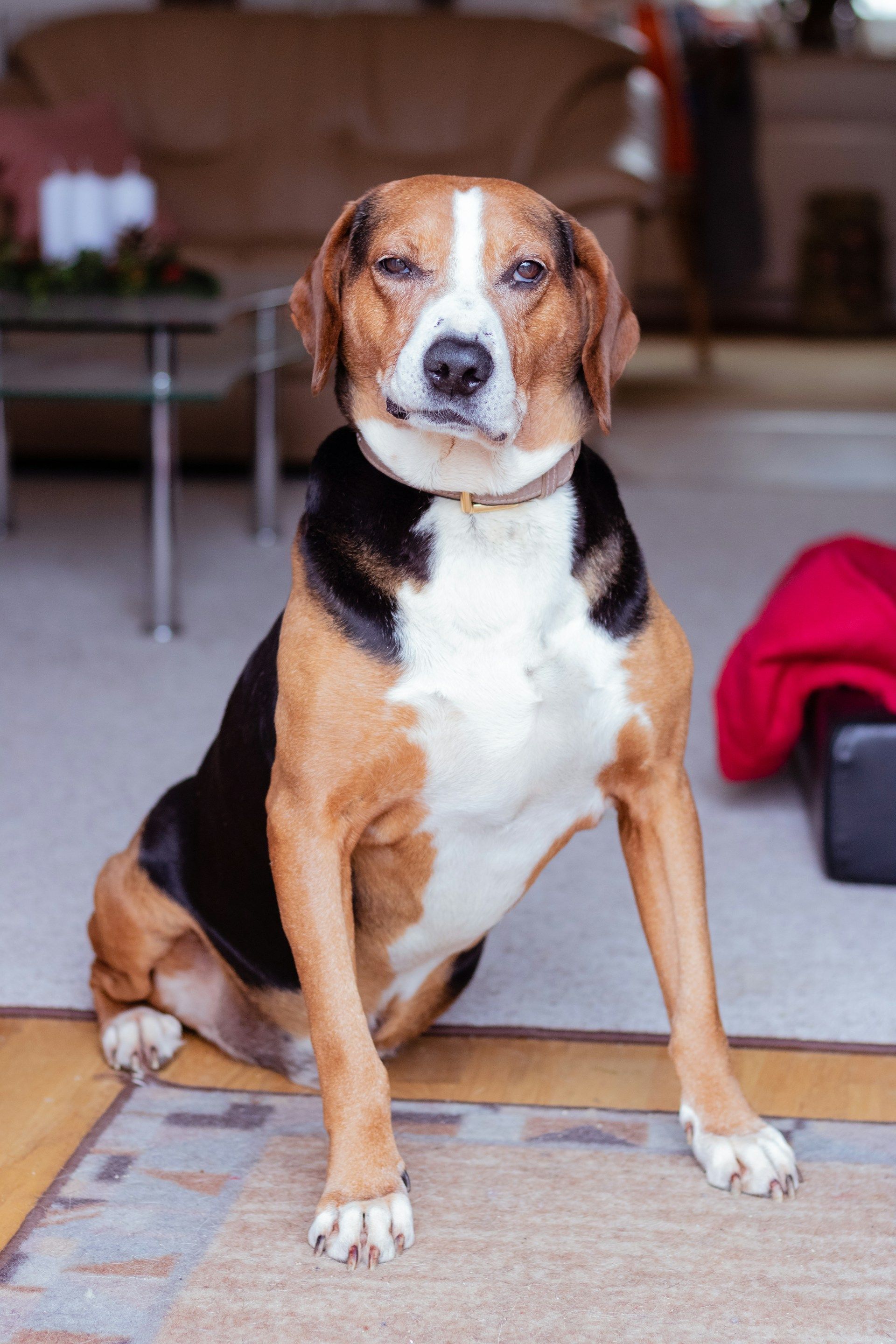 Beagle sitting indoors on a rug, facing the camera with a black, white, and tan coat.