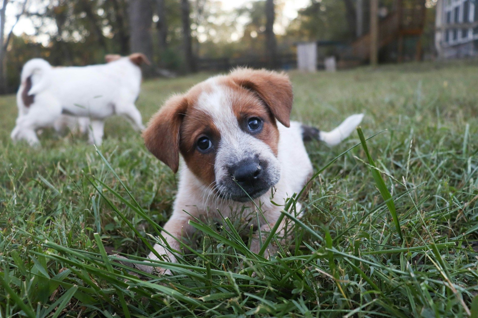 Brown-and-white puppy lying in grass, looking at the camera, with another puppy blurred in the background